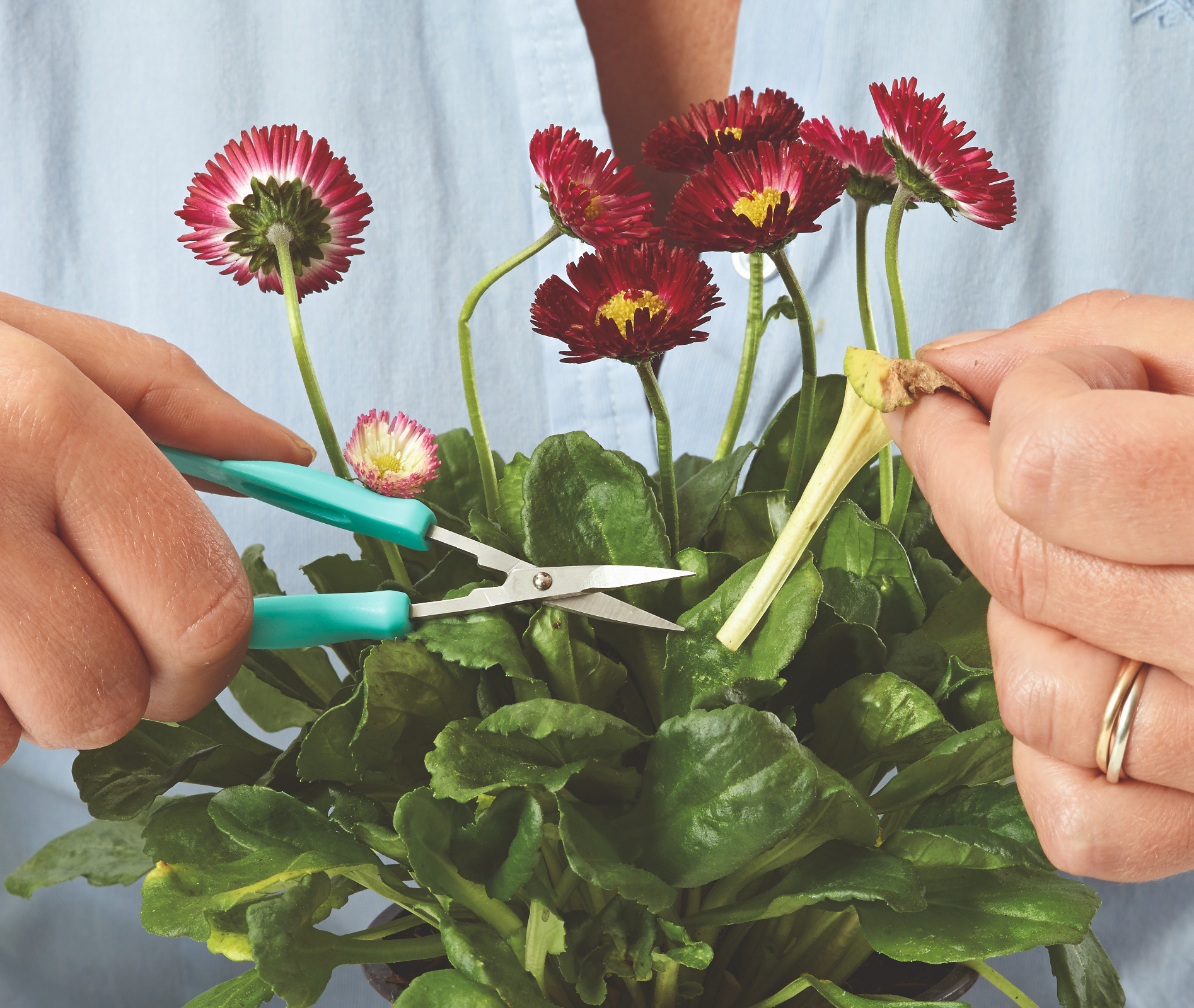 knijpschaartje bloemen