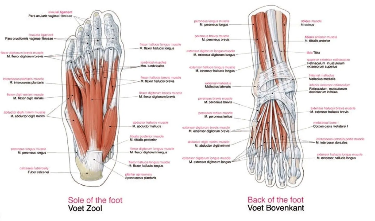 Poster Spieren Groot 70 x 100 cm