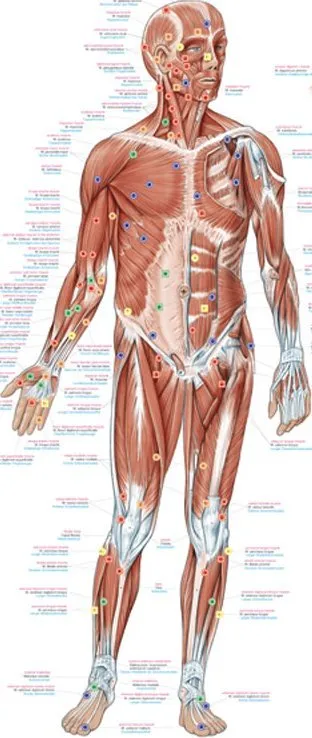 Anatomie poster Triggerpoints Groot 70 x 100 cm