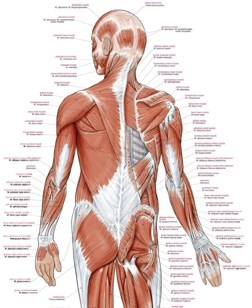 Poster Spieren Groot 70 x 100 cm