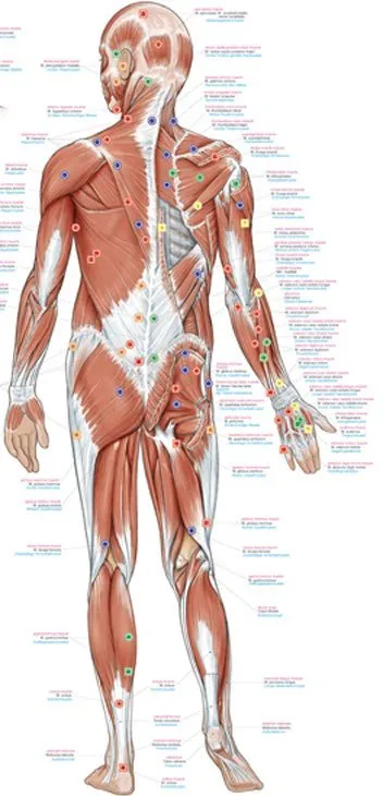 Anatomie poster Triggerpoints Groot 70 x 100 cm