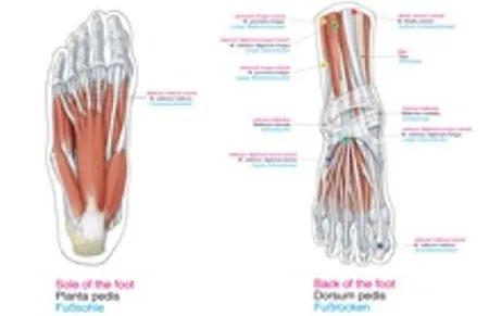 Anatomie poster Triggerpoints Groot 70 x 100 cm